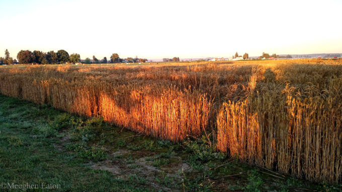 the fields at sunrise