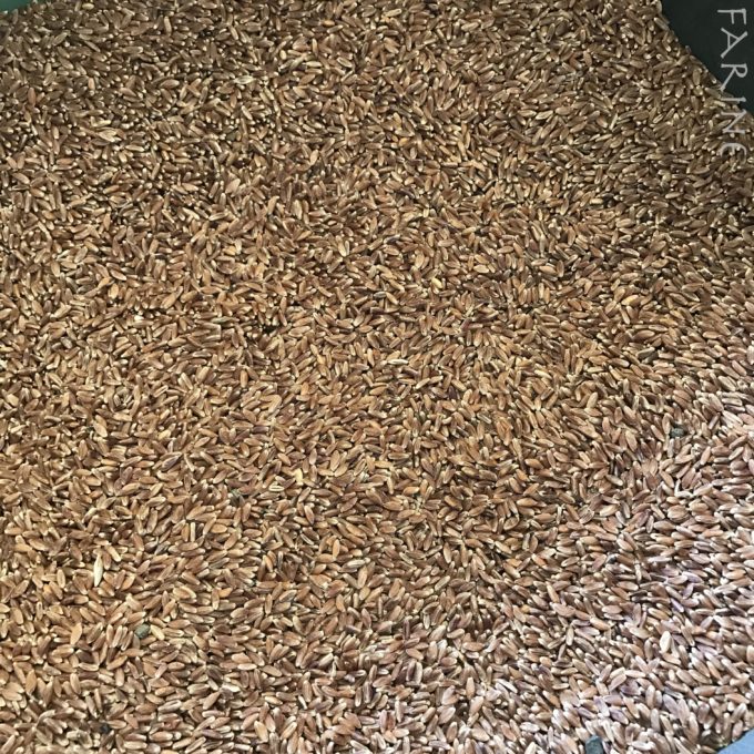 Ethiopian blue-tinged farro
