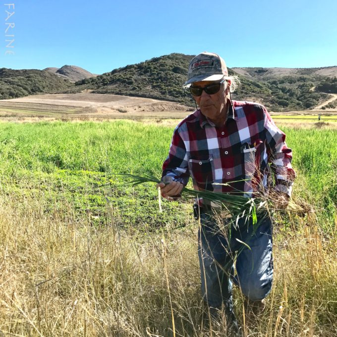 Farmer Larry Kandarian with black einkorn