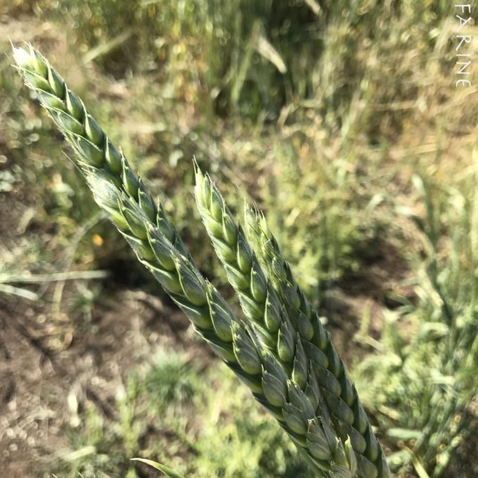 White Sonora wheat