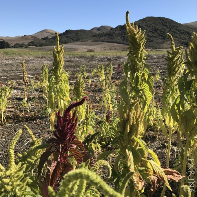 Amaranth