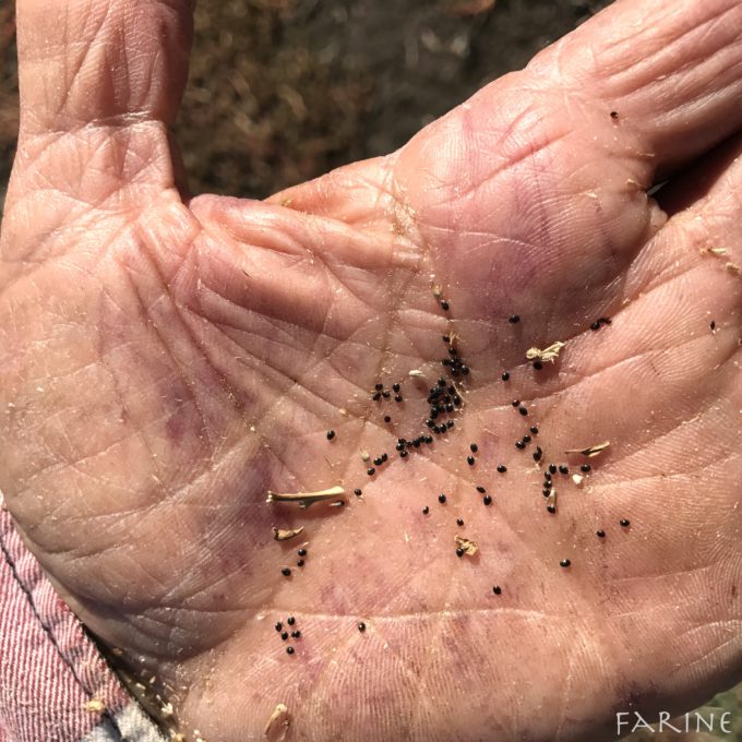 Black amaranth seeds