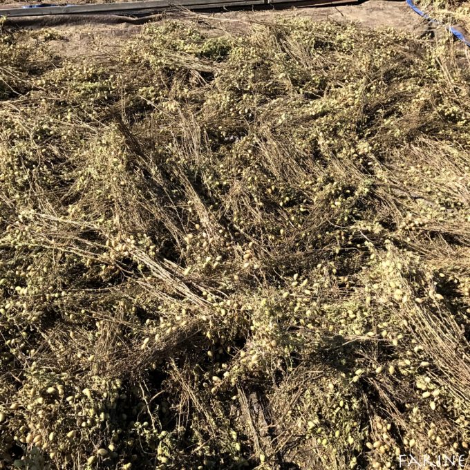 Drying Desi garbanzo beans