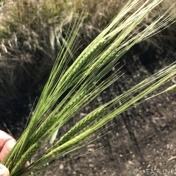 Black einkorn