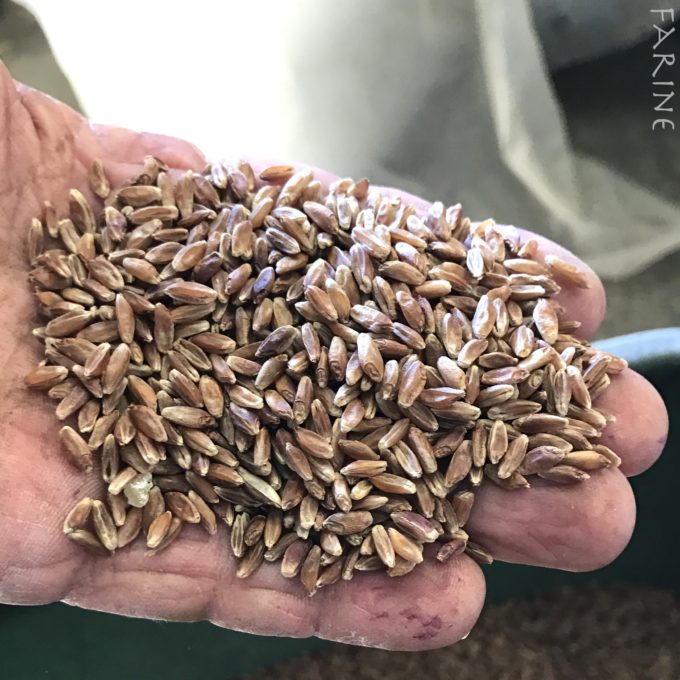Ethiopian blue-tinged einkorn