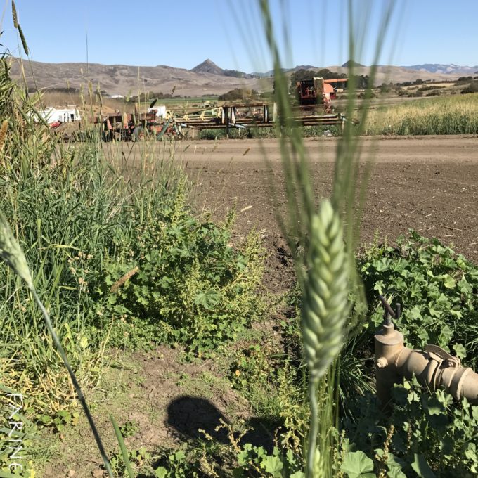 Kandarian farm with kamut in foreground