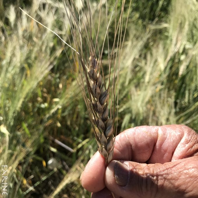 Ethiopian blue-tinged farro