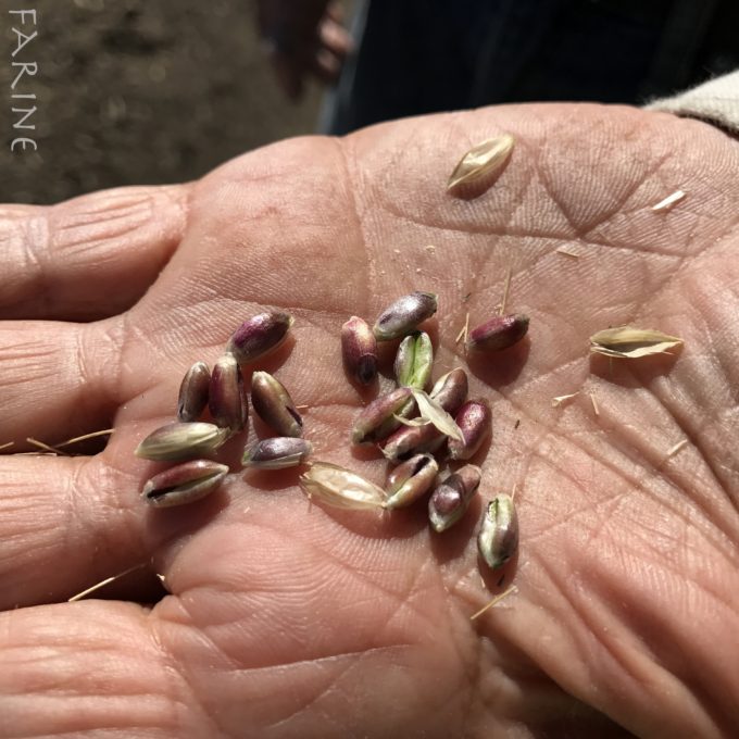 Ethiopian blue-tinged farro seeds