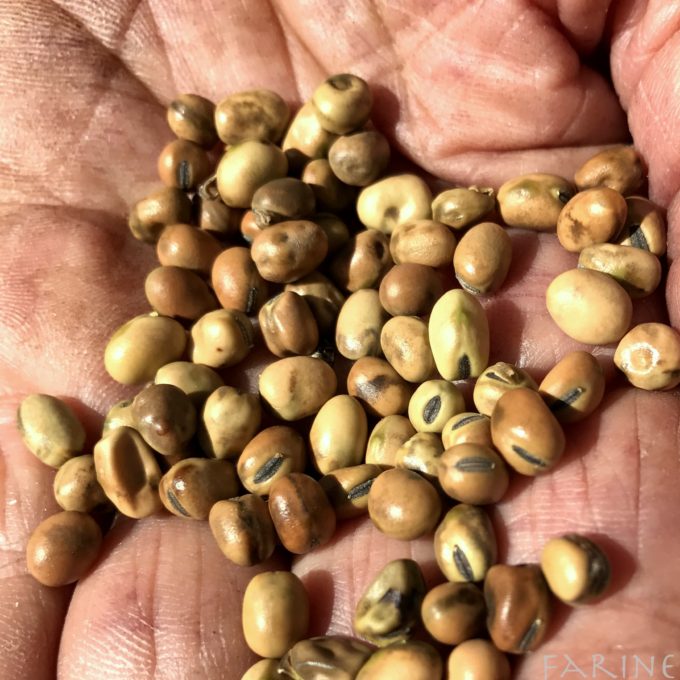 Favita beans