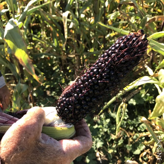 Purple corn