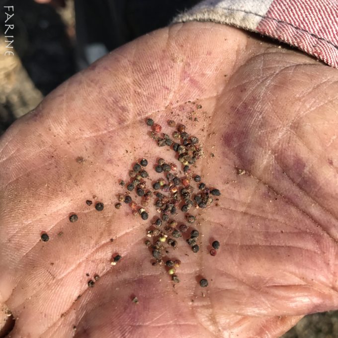 Red quinoa seeds
