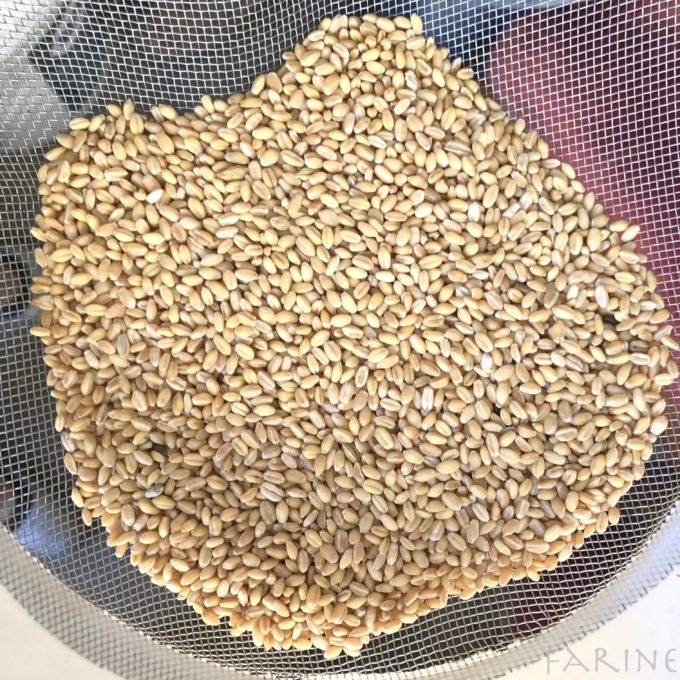 White Sonora wheat