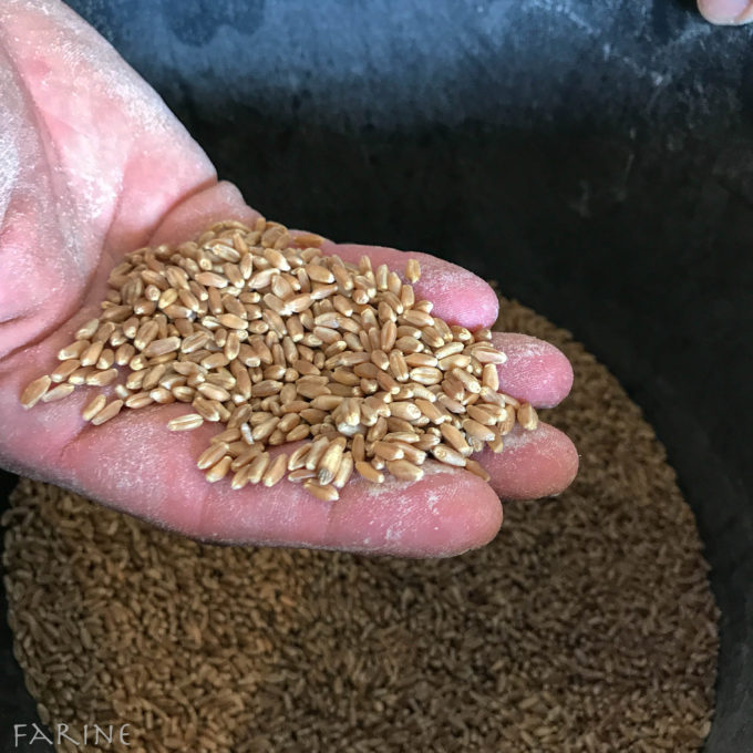 Yecora Rojo wheat